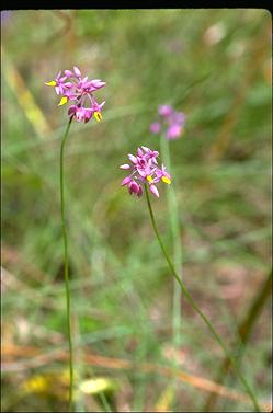 APII jpeg image of Sowerbaea alliacea  © contact APII