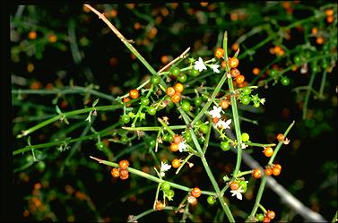 APII jpeg image of Spartothamnella juncea  © contact APII