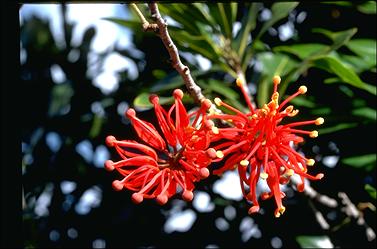 APII jpeg image of Stenocarpus sinuatus  © contact APII