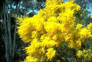 Photo of Acacia boormanii