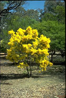 APII jpeg image of Acacia boormanii  © contact APII