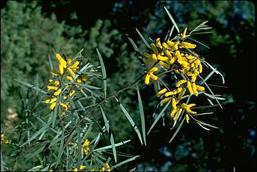 APII jpeg image of Acacia caroleae  © contact APII