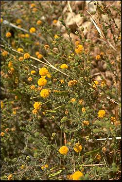 APII jpeg image of Acacia chippendalei  © contact APII