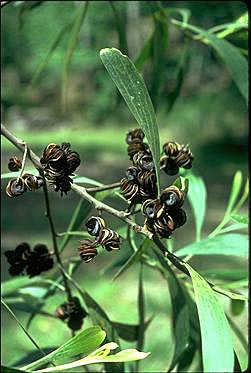 APII jpeg image of Acacia cincinnata  © contact APII