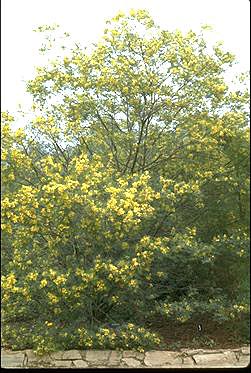 APII jpeg image of Acacia deanei subsp. paucijuga  © contact APII