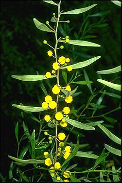 APII jpeg image of Acacia dodonaeifolia  © contact APII