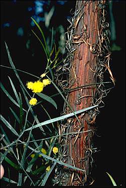 APII jpeg image of Acacia fauntleroyi  © contact APII