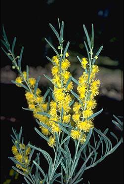 APII jpeg image of Acacia flexifolia  © contact APII