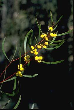 APII jpeg image of Acacia gladiiformis  © contact APII