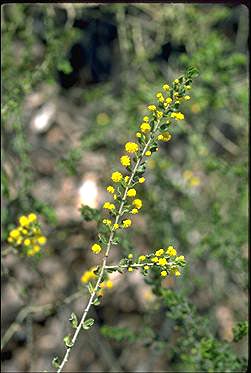 APII jpeg image of Acacia glandulicarpa  © contact APII