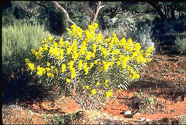 APII jpeg image of Acacia hakeoides  © contact APII