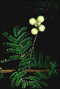 APII jpeg image of Acacia jonesii  © contact APII