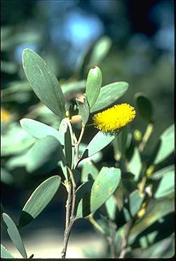 APII jpeg image of Acacia kempeana  © contact APII