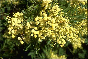 APII jpeg image of Acacia parramattensis  © contact APII