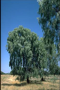 APII jpeg image of Acacia pendula  © contact APII