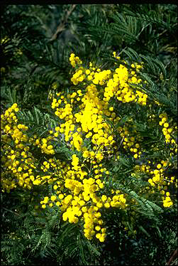 APII jpeg image of Acacia silvestris  © contact APII