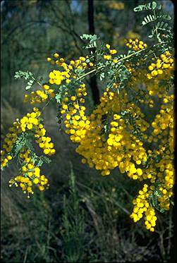 APII jpeg image of Acacia spectabilis  © contact APII