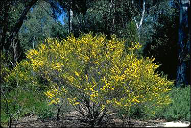 APII jpeg image of Acacia sulcata  © contact APII