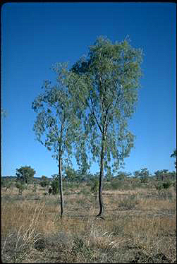 APII jpeg image of Vachellia sutherlandii  © contact APII