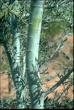 APII jpeg image of Acacia victoriae  © contact APII