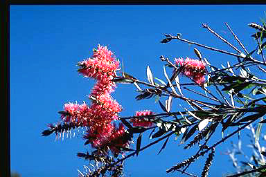 APII jpeg image of Callistemon formosus  © contact APII