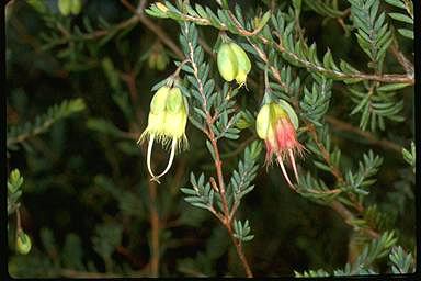 APII jpeg image of Homoranthus darwinioides  © contact APII