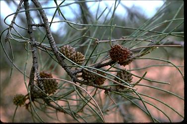 APII jpeg image of Casuarina cristata  © contact APII