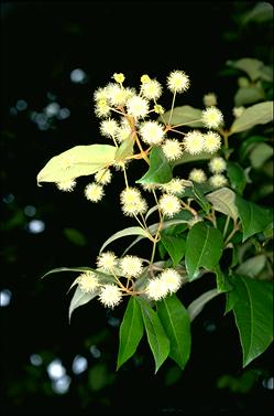 APII jpeg image of Backhousia leptopetala  © contact APII