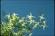 Clematis microphylla