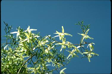 APII jpeg image of Clematis microphylla  © contact APII