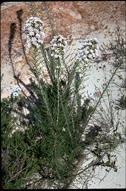 APII jpeg image of Conospermum acerosum  © contact APII