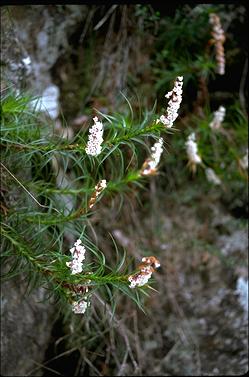 APII jpeg image of Dracophyllum secundum  © contact APII