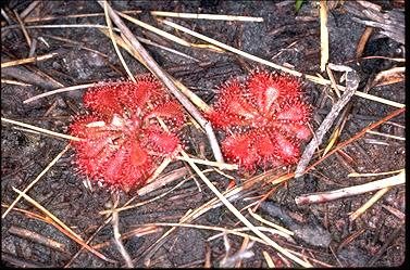 APII jpeg image of Drosera spatulata  © contact APII