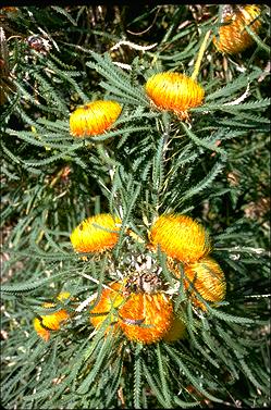 APII jpeg image of Banksia formosa  © contact APII