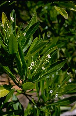 APII jpeg image of Duboisia myoporoides  © contact APII