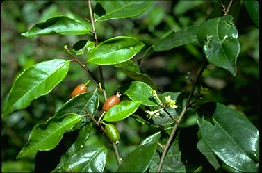 APII jpeg image of Elaeagnus triflora var. triflora  © contact APII