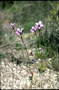 APII jpeg image of Elythranthera brunonis  © contact APII