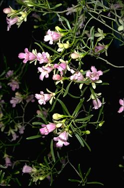 APII jpeg image of Eremophila sturtii  © contact APII