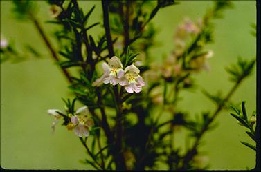 APII jpeg image of Prostanthera behriana  © contact APII