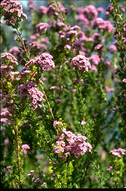 APII jpeg image of Verticordia plumosa  © contact APII