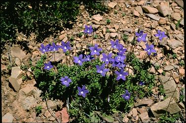 APII jpeg image of Wahlenbergia gloriosa  © contact APII