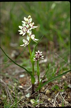 APII jpeg image of Wurmbea dioica  © contact APII