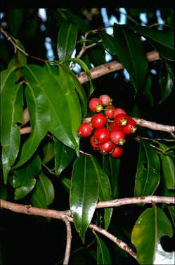 APII jpeg image of Syzygium tierneyanum  © contact APII