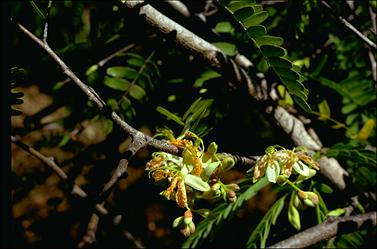 APII jpeg image of Tamarindus indica  © contact APII