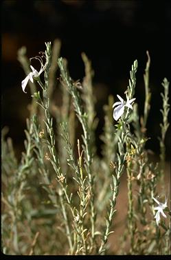 APII jpeg image of Teucrium racemosum  © contact APII