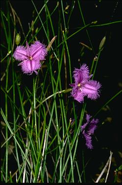 APII jpeg image of Thysanotus juncifolius  © contact APII