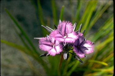 APII jpeg image of Thysanotus multiflorus  © contact APII