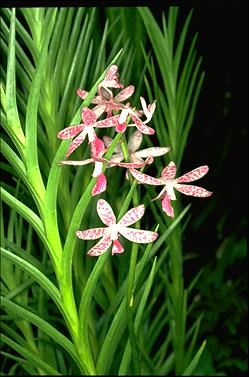 APII jpeg image of Dipodium ensifolium  © contact APII