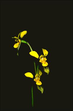 APII jpeg image of Diuris aurea  © contact APII