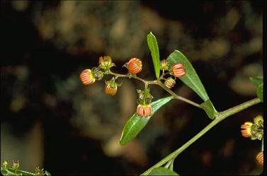 APII jpeg image of Dodonaea viscosa  © contact APII